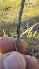 Stoebe gomphrenoides