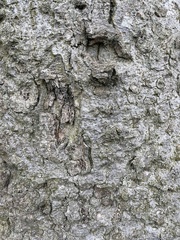 Celtis occidentalis