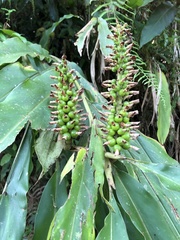 Alpinia kawakamii