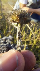 Stoebe gomphrenoides