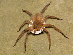 Heteropoda pingtungensis