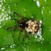 Common Eastern Ray Spider - Photo (c) Jason M Crockwell, some rights reserved (CC BY-NC-ND), uploaded by Jason M Crockwell