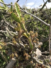 Leptocereus quadricostatus