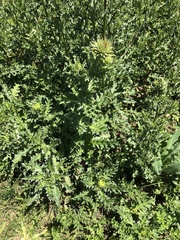 Carduus nutans