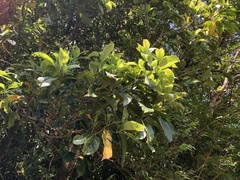 Helicia rengetiensis