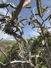 Leptocereus quadricostatus