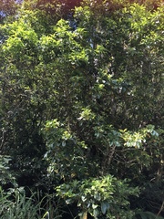 Helicia rengetiensis