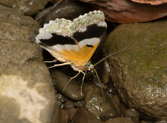 Pingasa ruginaria pacifica