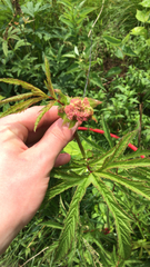 Filipendula rubra