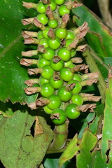 Alpinia kawakamii
