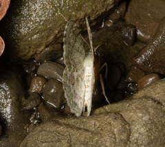 Pingasa ruginaria pacifica