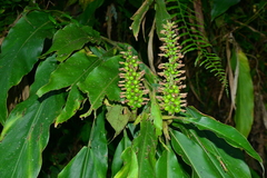 Alpinia kawakamii