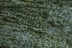 Arthonia graphidicola