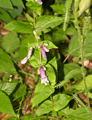 Penstemon smallii
