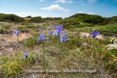 Iris xiphium xiphium