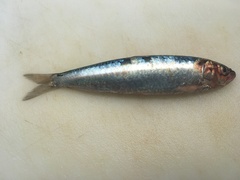 Sardina pilchardus