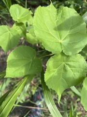 Abutilon theophrasti