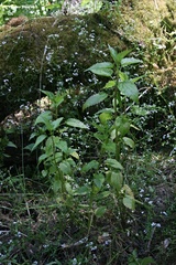 Urtica kioviensis
