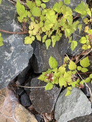 Rubus phoenicolasius