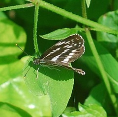 Neptis pryeri