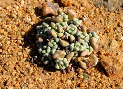 Crassula corallina macrorrhiza