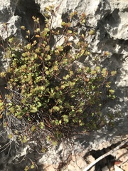 Phyllanthus pentaphyllus