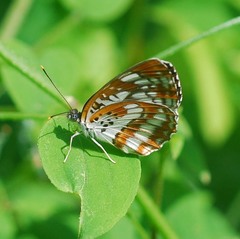 Neptis pryeri