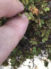 Phyllanthus pentaphyllus