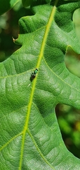Chrysocharis