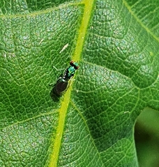 Chrysocharis