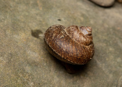 Cyclophorus moellendorffi