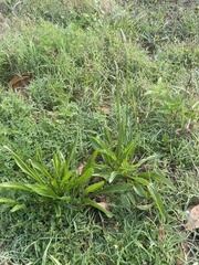 Plantago lanceolata