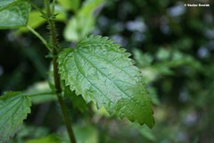 Urtica kioviensis