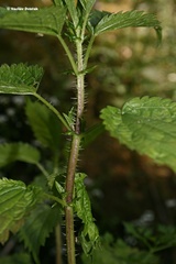 Urtica kioviensis