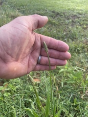 Plantago lanceolata