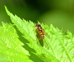 Epistrophe xanthostoma