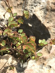 Phyllanthus pentaphyllus