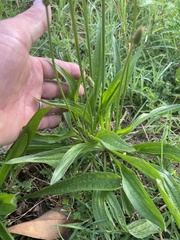 Plantago lanceolata