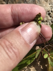 Phyllanthus pentaphyllus