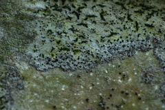 Arthonia graphidicola