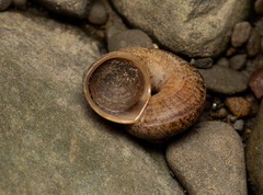 Cyclophorus moellendorffi