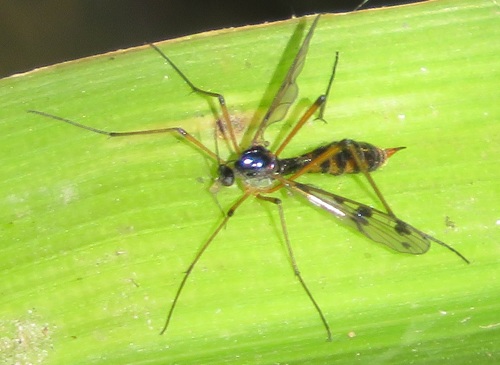 orange-marked cranefly, photo 4 of 10