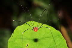 Pseudogagrella splendens