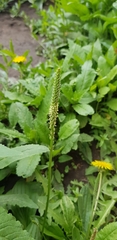 Plantago major