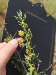 Tetragonia arbuscula