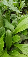 Plantago major