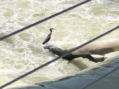 Ardea herodias