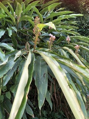 Alpinia kawakamii