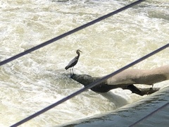 Ardea herodias