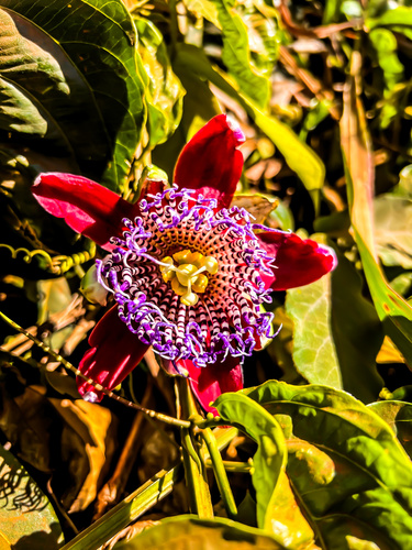 Winged-Stem Passion Flower